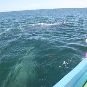 IMG 0001 2 (370)